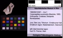 Foto (Objekt + Etiketten) von Cracensigillatus acutirostris (Moericke, 1889) (NHMW-GEO-1990-0041-0307)